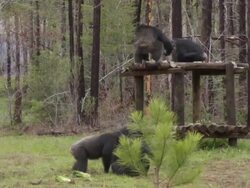 Chimpanzees at Chimp Haven refuge Stock Footage