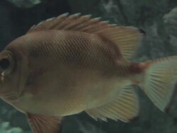Perch 1 Stock Footage
