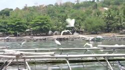 CLEAN: Life pauses on rumbling Philippine volcano News Clip