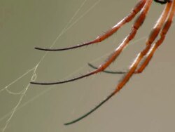 ECU Spider legs on web / Mutawintji National Park, New South Wales, Australia Stock Footage