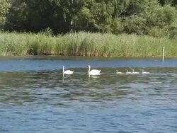 MS, Sweden, Stockholm, Family of swans on pond in botanical gardens Stock Footage