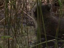Medium Close Up Zoom Out - Raccoon wades through marsh /  Stock Footage