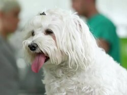 Dog at the vet Stock Footage