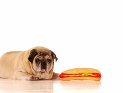 Am I Hungry? Stock Footage