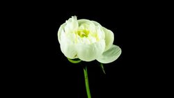 White Peony Blooming (4k UHD) Stock Footage