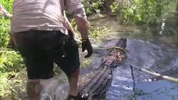 A gator wrangler lassos an alligator with a rope. Stock Footage
