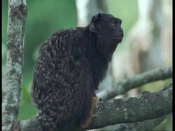 CU Golden-handed tamarin looking around, South America Stock Footage