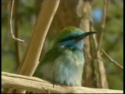 CU Little Green Bee Eater Bird calling, Israel Stock Footage