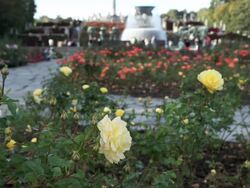 Park in summer. Stock Footage