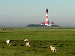 WS Shot of sheep's walking in grass field near Westerhever lighthouse at North Frisian Wadden Sea / Westerhever, Schleswig Holstein, Germany Stock Footage