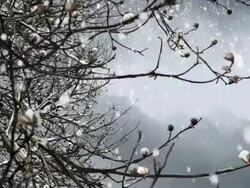 Tree Branch in a snowy day Stock Footage