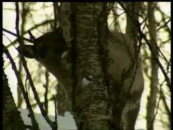 CU caribou nibbling tree bark, series, Arctic Circle Stock Footage