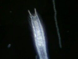 Gastrotrich moving through water. Stock Footage