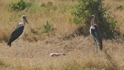 Death FETUS and RAPTORs Maribu Storks & Vultures Stock Footage