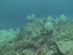 Usukan Bay World War II Japanese wrecks with schooling fish, Mayne Rock, Sabah, Malaysia Stock Footage