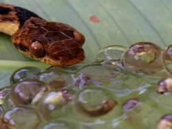 Close Up - Cat-eyed snake probes a cluster of frog eggs with its tongue / Costa Rica Stock Footage