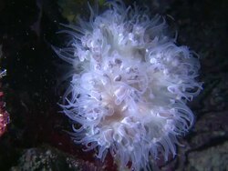 Anemone, Southern Visayas, Philippines Stock Footage