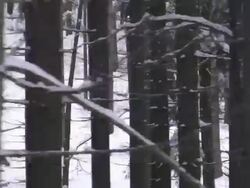 Trees in winter passing by Stock Footage