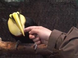 Swainsonâ€™s Toucan playing Stock Footage