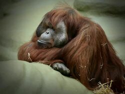 Bornean Orangutan Stock Footage