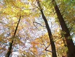HD: Autumn forest Stock Footage