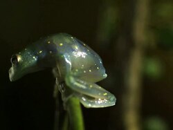 Medium Shot Side Angle Slow Motion - Glass frog on branch jumps / Costa Rica Stock Footage