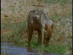 MS Jackal walking away from pool, Bandhavgarh National Park, India Stock Footage