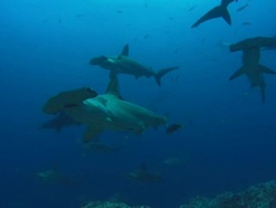 Hammerhead small group, Costa Rica, Pacific Ocean  Stock Footage