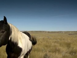 Horses walk in the prairies with a little cliff in the background Stock Footage