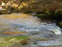 ENGLISH RIVER, MOSSY ROCKS AND TREE BRANCH Stock Footage