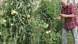 Senior man cutting tomatoes in his allotment Stock Footage