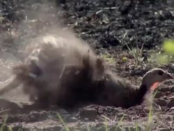CU Wild turkey having dust bath in field / Madoc, Ontaria, Canada Stock Footage