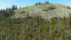 Natural Regenerating Coniferous Forest Stock Footage