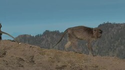 Wild Monkeys on Rinjani Volcano Crater Rim Stock Footage