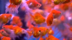 goldfish Stock Footage