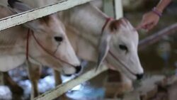 Buffalo Eat Grass Stock Footage