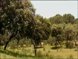Dehesa (cork oak habitat) where bee eaters are nesting, Sierra de Andujar, Sierra Morena, Andalucia, Spain Stock Footage