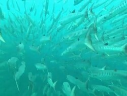 Barracuda. Borneo, Malaysia, Southeast Asia Stock Footage