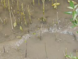 Mudskipper Stock Footage