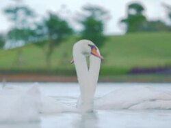 White swans on lake,Slow motion Stock Footage