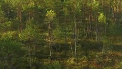 Wolves from air Stock Footage