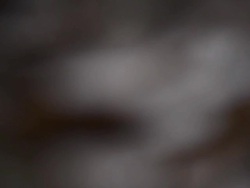 Mushrooms Stock Footage