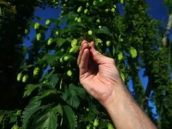 Farmer's hand checking hop crops close-up Stock Footage