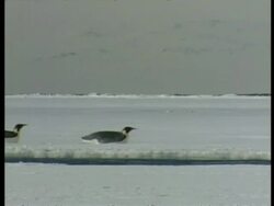 WA Emperor Penguins, Aptenodytes forsteri, sliding across ice on belly, Antarctica Stock Footage
