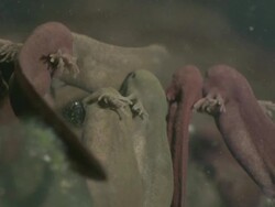 Tadpoles of Common Frog (Rana temporaria) with gills Stock Footage