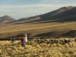 Wider shot of woman and two children sheparding sheep in field, with mountains in b/g, outside Cala Cala, Bolivia Stock Footage