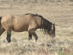 Wild mustang horses in Nevada News Clip