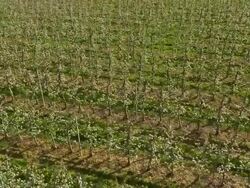 AERIAL Blooming apple orchard Stock Footage