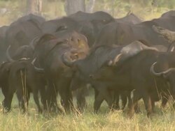 MS PAN Shot of Buffalo herd walking away from camera with several buffalo pausing to observe intently / Okavango Delta, North West District, Botswana Stock Footage