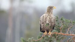 White-tailed Eagle Stock Footage